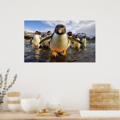 Coole Pinguine Poster (Küche)