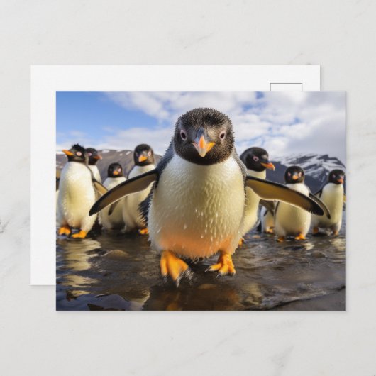 Coole Pinguine Postkarte (Vorne/Hinten)