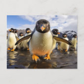 Coole Pinguine Postkarte (Vorderseite)