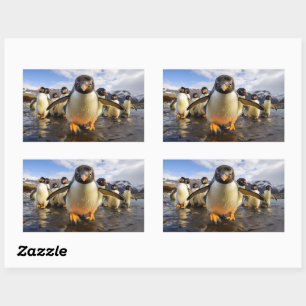 Coole Pinguine Rechteckiger Aufkleber