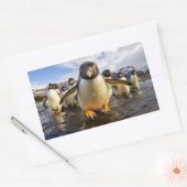Coole Pinguine Rechteckiger Aufkleber (Umschlag)