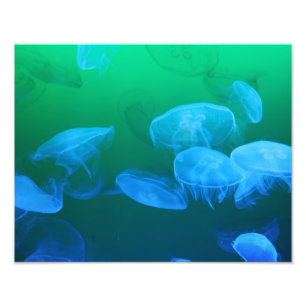 Coole Quallen Grün Blau Gradient Fotodruck