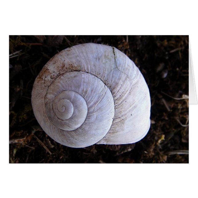 Coole Schnecke (Vorderseite (Horizontal))