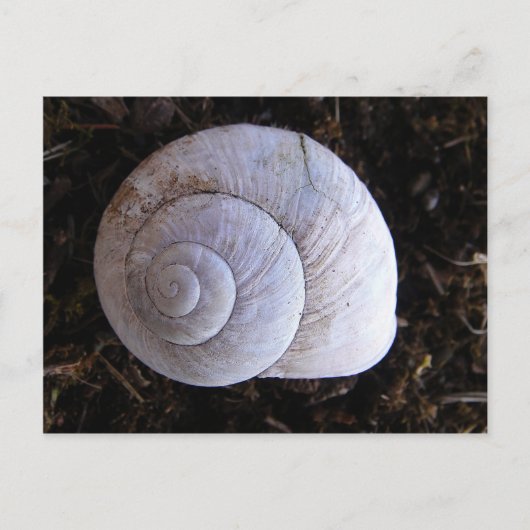 Coole Schnecke Postkarte (Vorderseite)