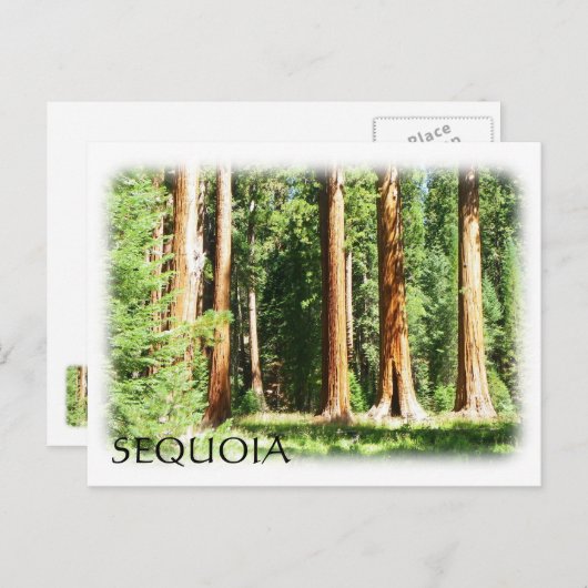 Coole Sequoia Postcard! Postkarte (Vorne/Hinten)