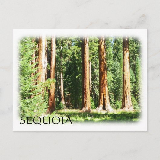 Coole Sequoia Postcard! Postkarte (Vorderseite)