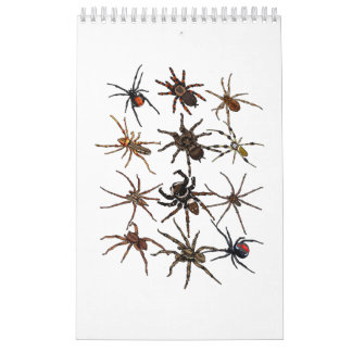 Coole Spinne für Männer Frauen Arachnid Spooky Beä Kalender