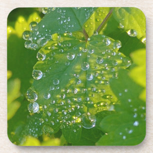 Coole Wassertropfen auf grünem Grund Getränkeuntersetzer