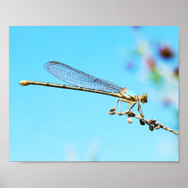 Coolen Nahen aus einer Drachenfliegenfotografie Poster