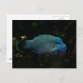 Cooler Blauer Fisch Postkarte (Vorne/Hinten)