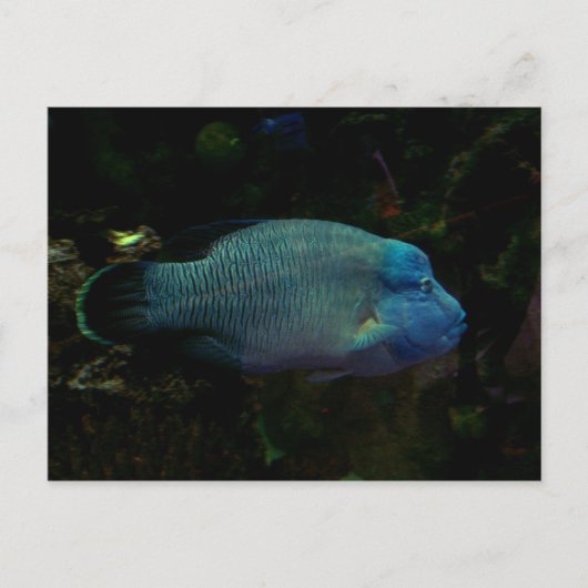 Cooler Blauer Fisch Postkarte (Vorderseite)