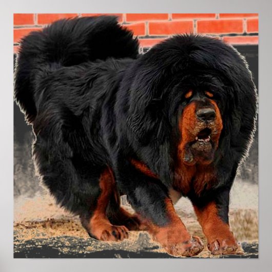 Cooler Hund Lover Tibetan Mastiff Poster (Vorne)