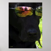 Cooler Hund Poster (Vorne)
