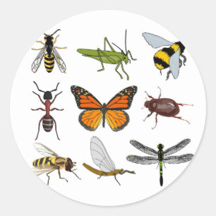 Cooler Insektenumlaufaufkleber Runder Aufkleber
