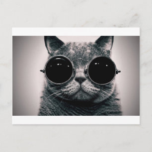 cooler Katzenkool mit Schattierungen Postkarte