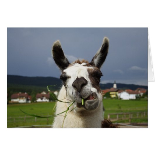 Cooler Lama (Vorderseite (Horizontal))