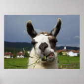 Cooler Lama Poster (Vorne)