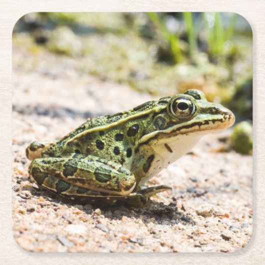 Cooler Leopard Frosch Rechteckiger Pappuntersetzer (Vorderseite)
