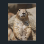 Cooler Prairie Hund Postcard Postkarte<br><div class="desc">Cooler Präriehund stehend wachsam und wachsam.</div>