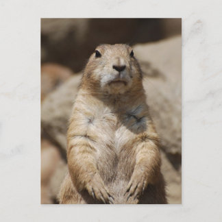 Cooler Prairie Hund Postcard Postkarte