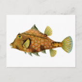 Cooler Retro-farbiger Fisch zeichnend Postkarte (Vorderseite)