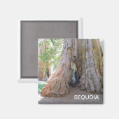 Cooler Riese Sequoia Magnet! Magnet (Vorderseite/Rückseite)