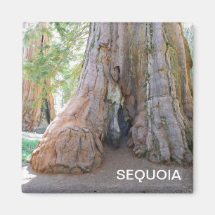 Cooler Riese Sequoia Magnet! Magnet