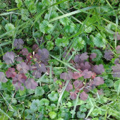 Cooler /seltzer/Flasche/Dose/ZAZZLE-Metropolis Dosenkühler