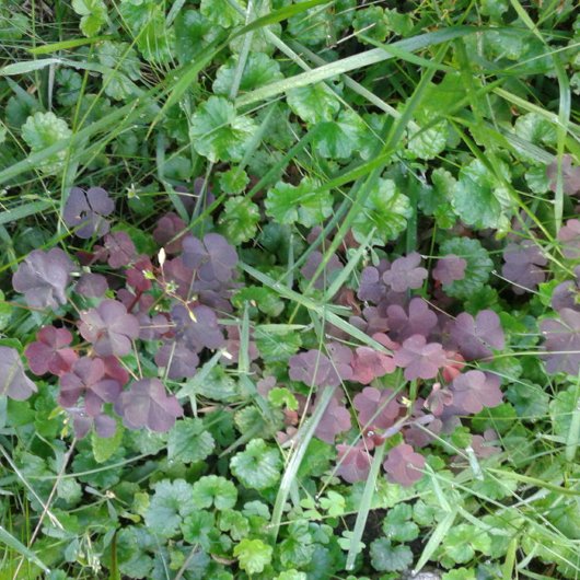 Cooler /seltzer/Flasche/Dose/ZAZZLE-Metropolis Dosenkühler