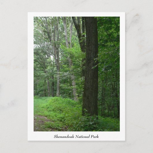 Cooler Sommer Abend Postkarte (Vorderseite)