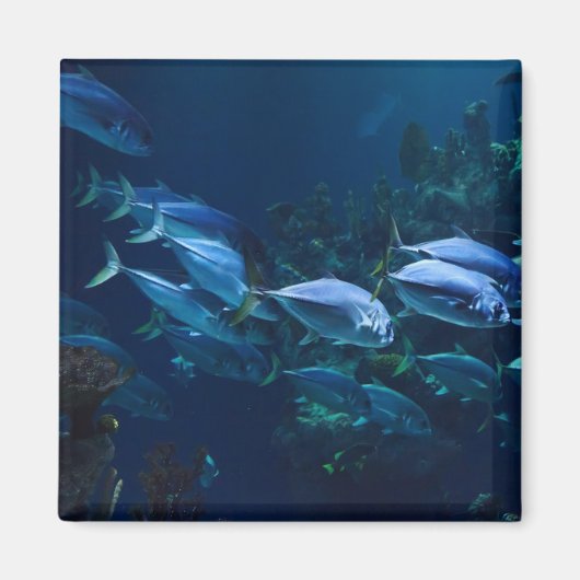 Cooles Aquarium Fisch Dunkles Wasser Magnet (Vorne)