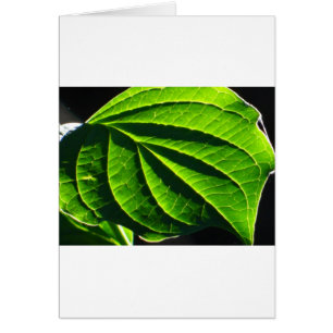 Cooles grünes Blatt