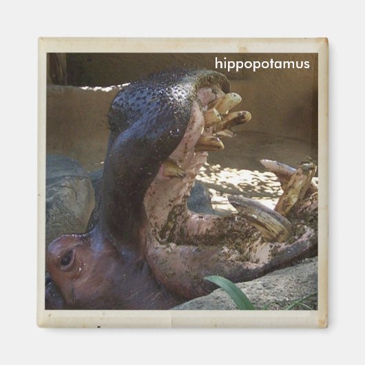 Cooles Hippopotamus Magnet! Magnet (Vorne)