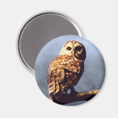 Cooles Owl Magnet (Vorderseite/Rückseite)