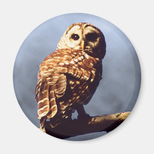 Cooles Owl Magnet (Vorne)