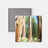 Cooles Sequoia Magnet! Magnet (Vorderseite/Rückseite)