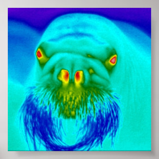 cooles Walrosen Poster