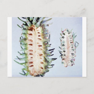 Cooley Spruce Gall Adelgid and Gall Pineus Postkarte