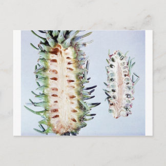Cooley Spruce Gall Adelgid and Gall Pineus Postkarte