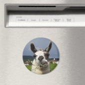 Coolstes Lama in Österreich Magnet (In Situ (Geschirrspüler))