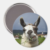 Coolstes Lama in Österreich Magnet (Vorderseite/Rückseite)