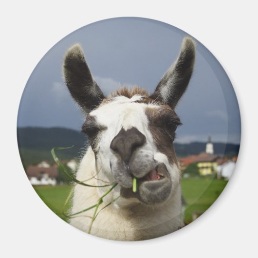 Coolstes Lama in Österreich Magnet (Vorne)