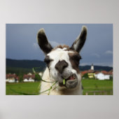 Coolstes Lama-Portrait Poster (Vorne)