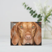 Coon Hound Postcard Postkarte (Stehend Vorderseite)