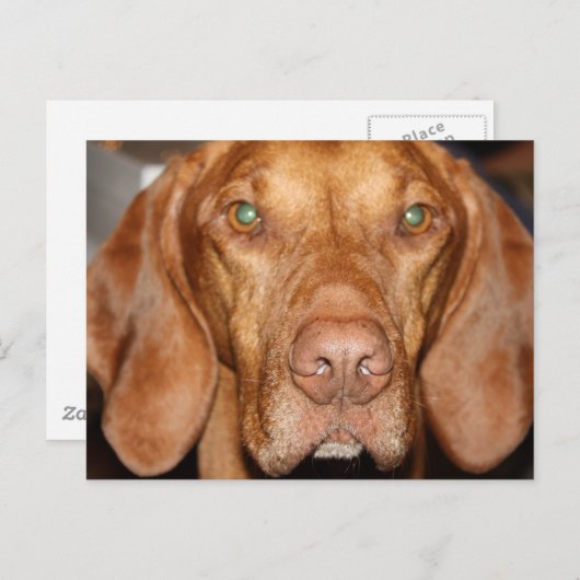 Coon Hound Postcard Postkarte (Vorne/Hinten)
