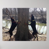 Coon Hounds Treeing Poster (Vorne)