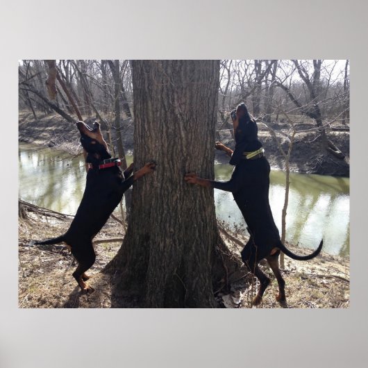 Coon Hounds Treeing Poster (Vorne)