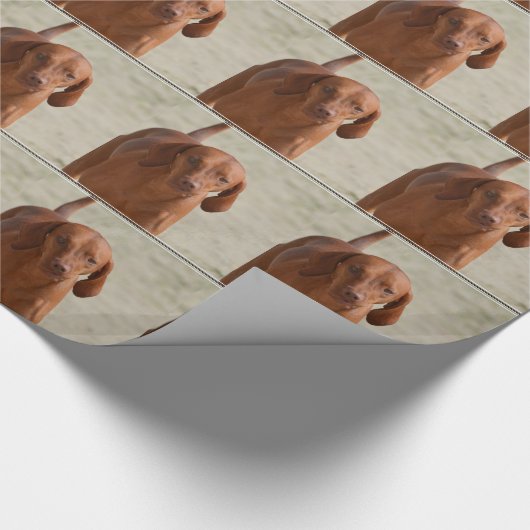 Coonhound Geschenkpapier (Ecke)