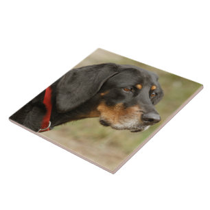 Coonhound - Gracie Lou Fliese