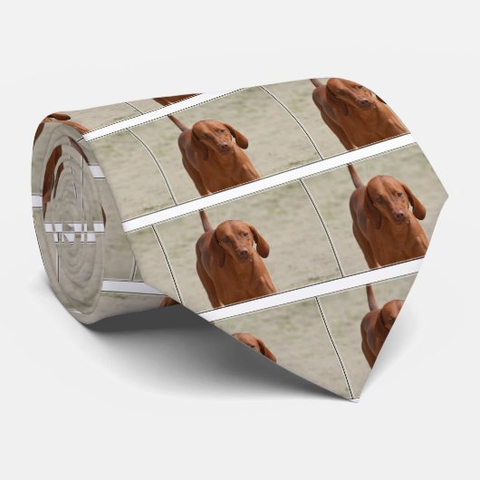 Coonhound Krawatte (Gerollt)